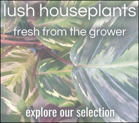 Houseplants