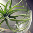 Air Plant Terrariums