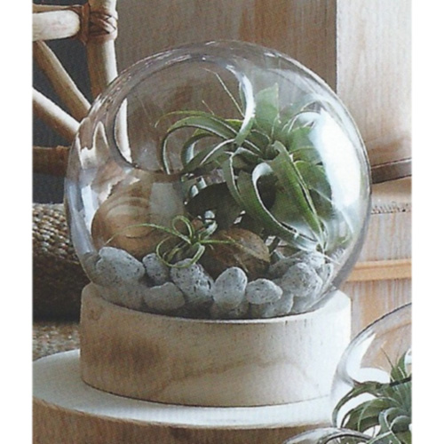 Orbit Airplant Terrarium
