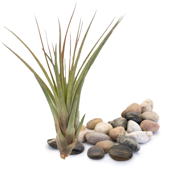 Air Plant Terrarium Kit, Large