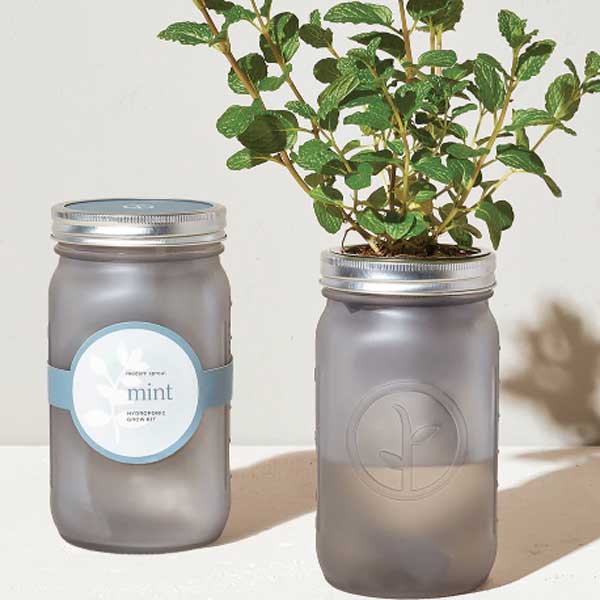 Garden Jar - Mint