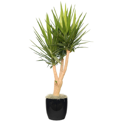 Yucca Cane