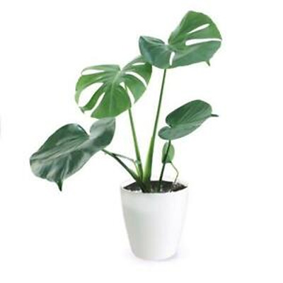 Philodendron Monstera