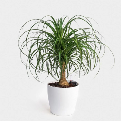 Ponytail Palm
