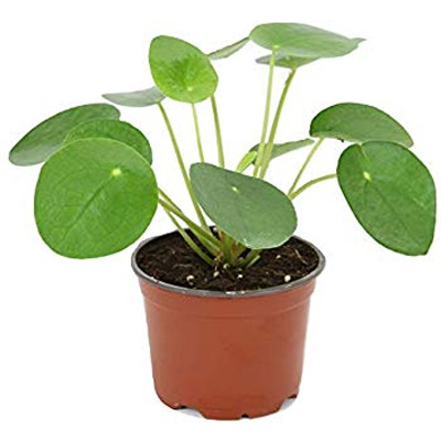 Pilea peperomioides, 4-Inch