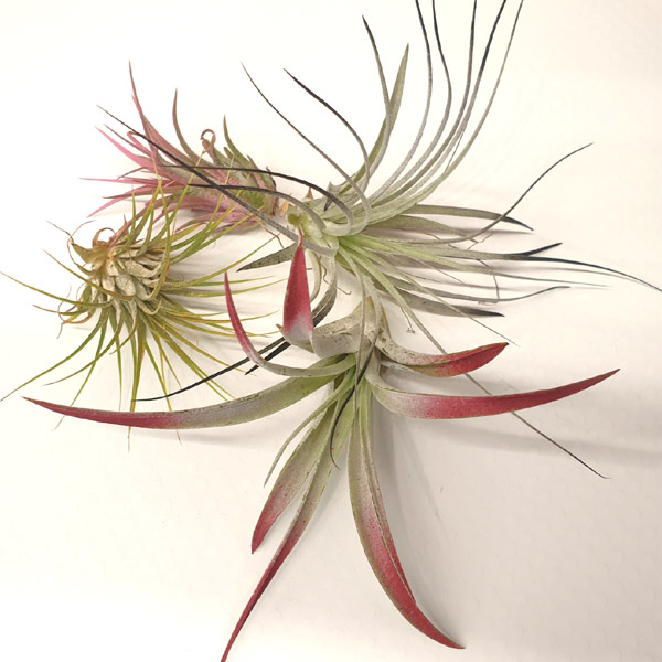 Air Plant Collection, Large