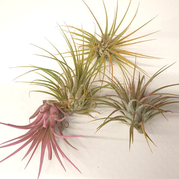 Air Plant Collection, Small