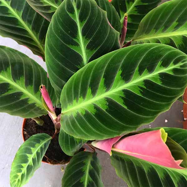 Calathea Warscewiczii, 6-Inch