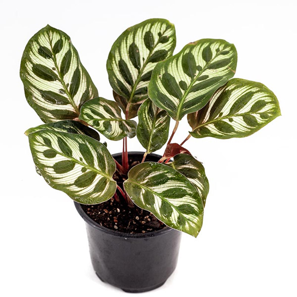 Calathea Makoyana, 4-Inch