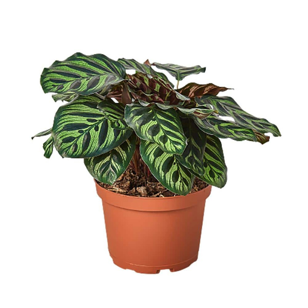 Calathea Makoyana, 6-Inch