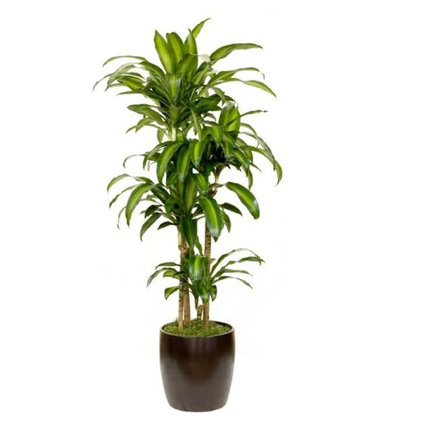 Dracaena Massangeana, 2gal 