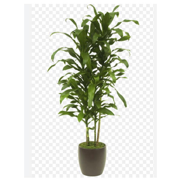 Dracaena Michiko, 2gal