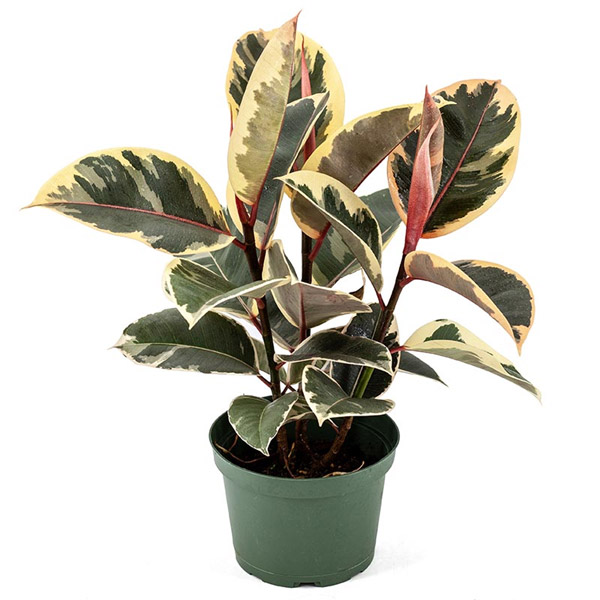 Ficus Decora Tineke, 6-Inch