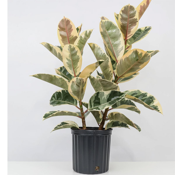 Ficus Decora Tineke, 12-Inch