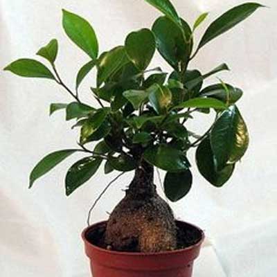 Ginseng Ficus, 6-Inch