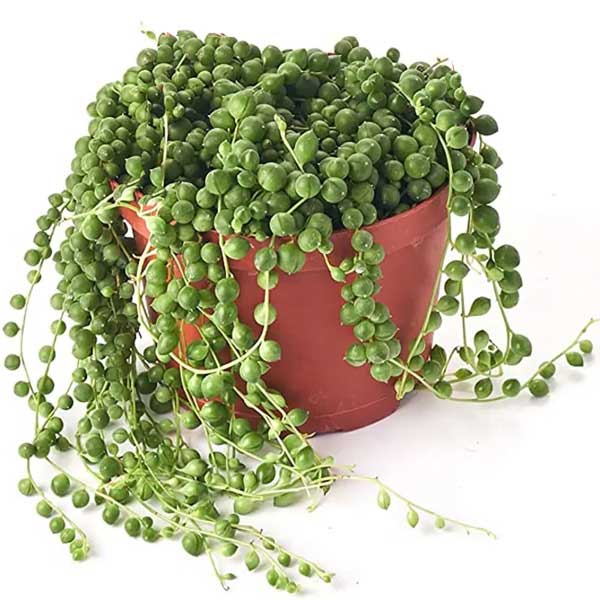 String of Pearls, 6-Inch