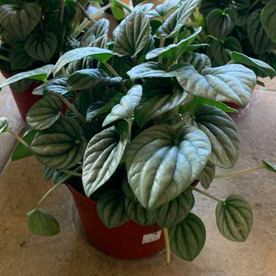 Peperomia Frost, 6-Inch