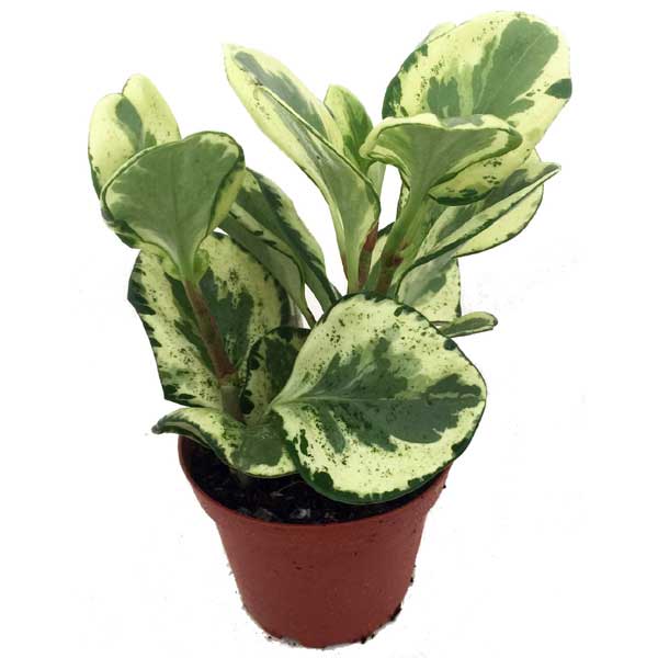Peperomia Marble, 4-Inch