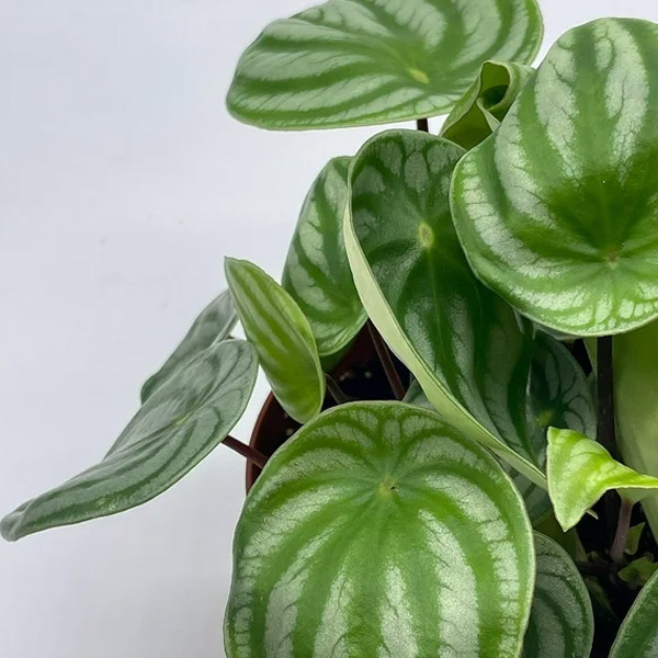 Peperomia Watermelon, 6-Inch