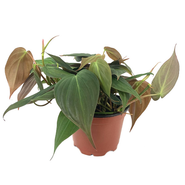 Philodendron Micans, 4-Inch