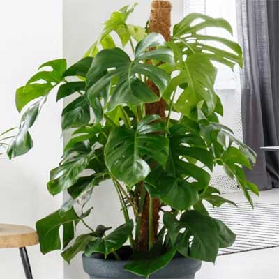 Houseplant Care Guide