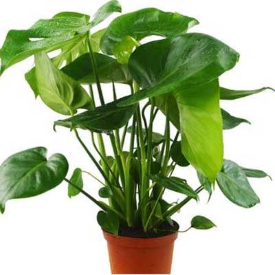 Monstera Deliciosa, 6-Inch