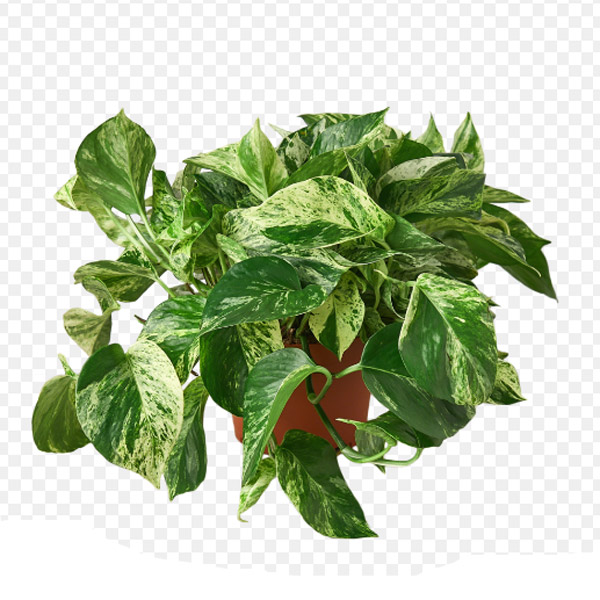 Marble Queen Pothos, 6-Inch